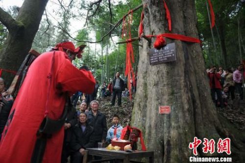 探望贵州千年树龄、年树亚洲最大红豆杉 村落夷易近敬为“神树”