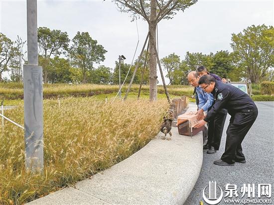 受伤凤头鹰在泉获营救 痊愈后重回蓝天